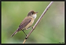 Kleine Karekiet, Eurasian Reed Warbler, Acrocephalus scirpaceus Location: Zwartsluis, the Netherlands kleine karekiet MG 7326 kopie